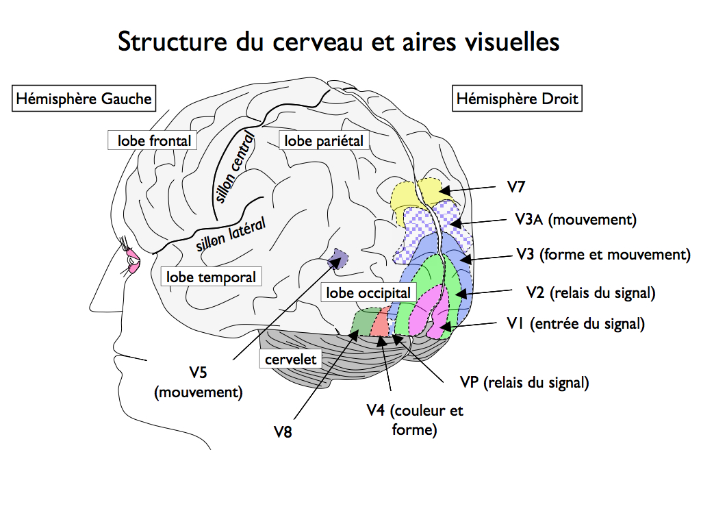 Ou Se Trouve Le Cerveau De Jfk svtOlycée