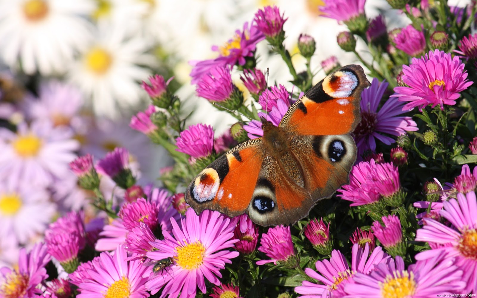 Beautiful Butterfly With Flowers Hd Wallpapers Free For Android And