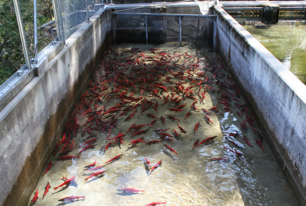FunToSail Clark Fork River, Bonner County, Idaho