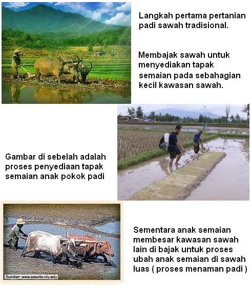 Kenangan menanam padi di kampung saya