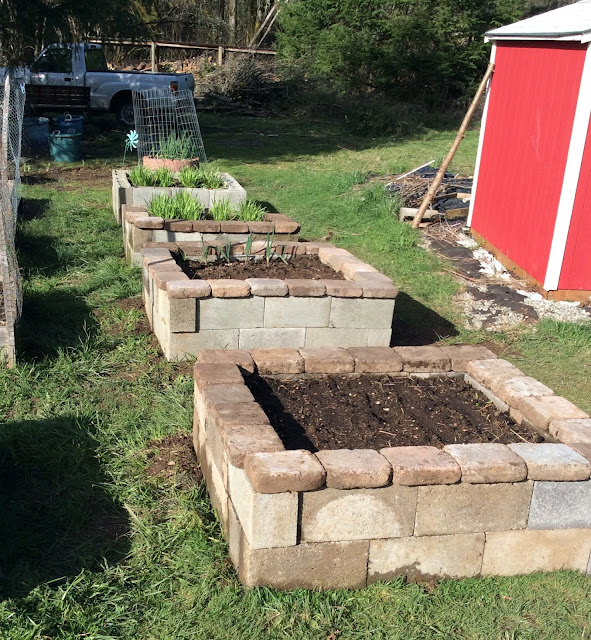Daniel's Pacific NW Garden Raised Beds Earlier, Warmer, Easier. Progress Report. 3.4.16