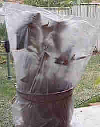 Picture of Planted Magnolia Cuttings enclosed in an airtight bag. Picture of Planted Magnolia Cuttings enclosed in an airtight bag.
