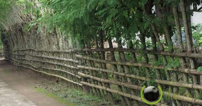 7 Tanaman Pagar Paling Baik Bagi Penghijauan  Nambenk