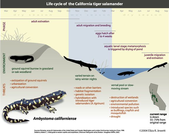 Group 3: Katie Ettl: The California Tiger Salamander