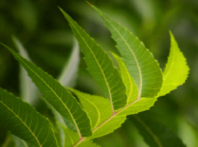 Used in Aromatherapy Used in Aromatherapy