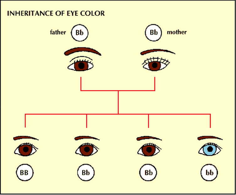 Рецессивные глаза. Генетика цвет глаз наследование. Схема генетического наследования цвета глаз у детей. Наследование цвета глаз у человека генетика. Доминантный ген цвета глаз.