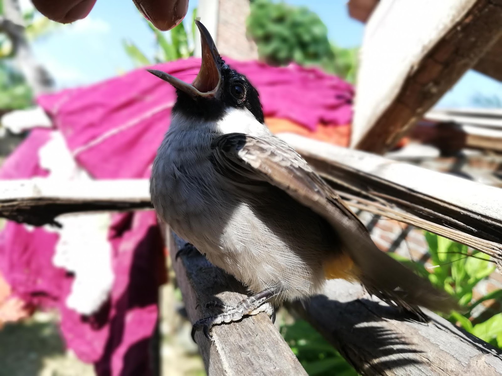 Burung Cantik Hinggap Diatas Dahan 451info Link