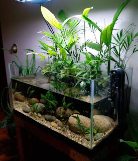 gambar aquarium