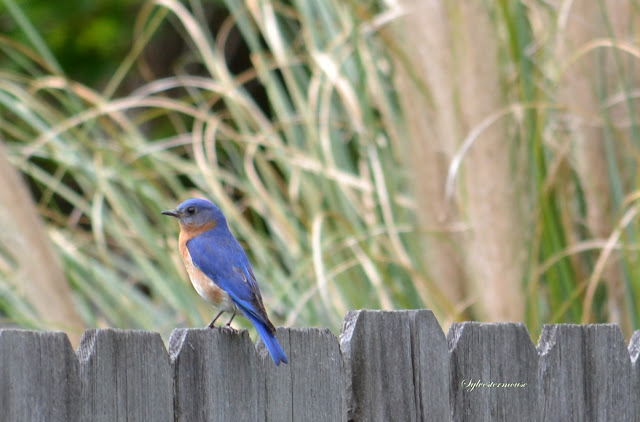 wooden birdhouse for eastern bluebirds reviewed wooden birdhouse for eastern bluebirds reviewed