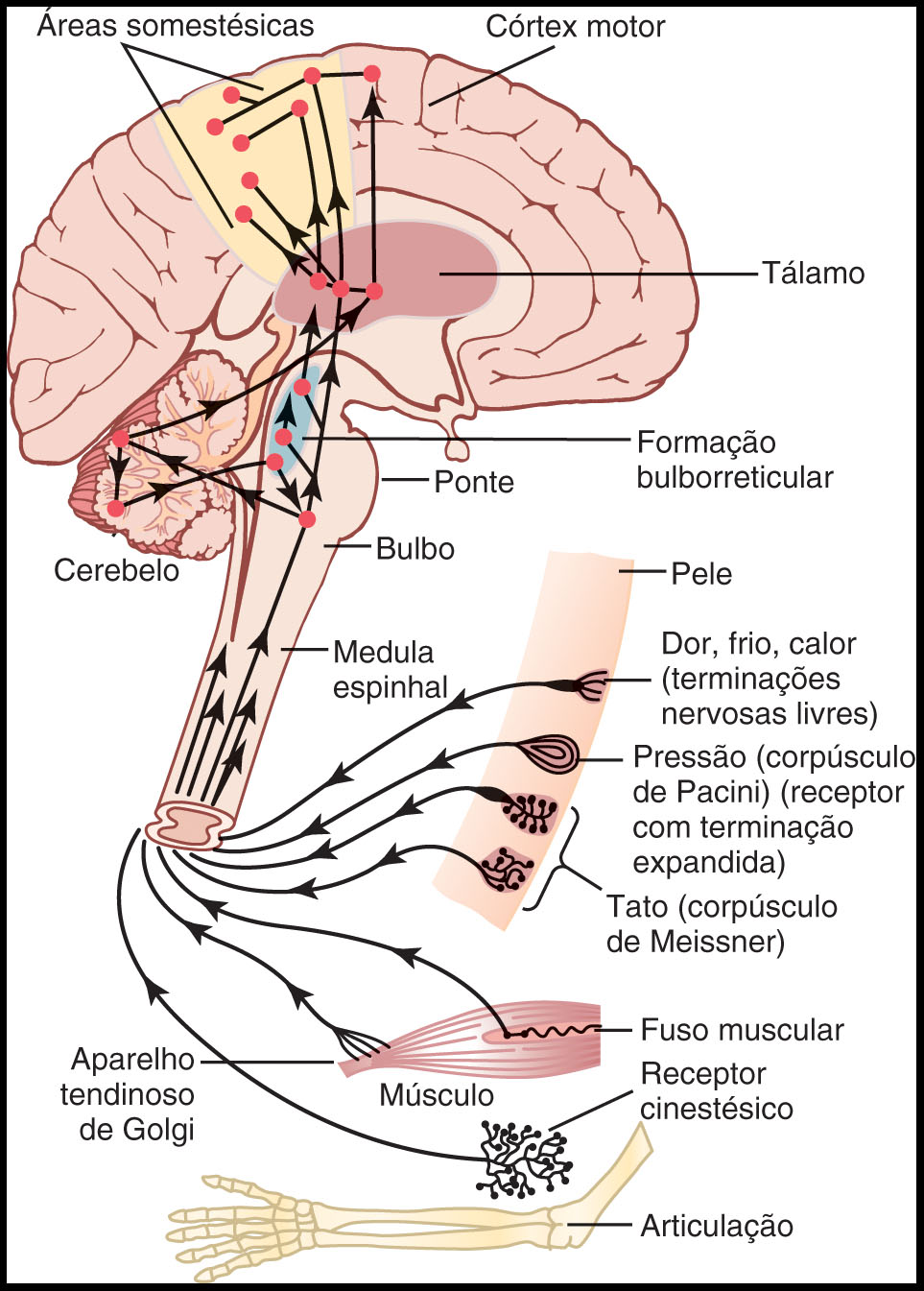 сенсорные нервы. сенсорные нервы. проводящие пути соматосенсорного анализатора. сенсорная система анализатора человека. сенсорная система физиология схема.