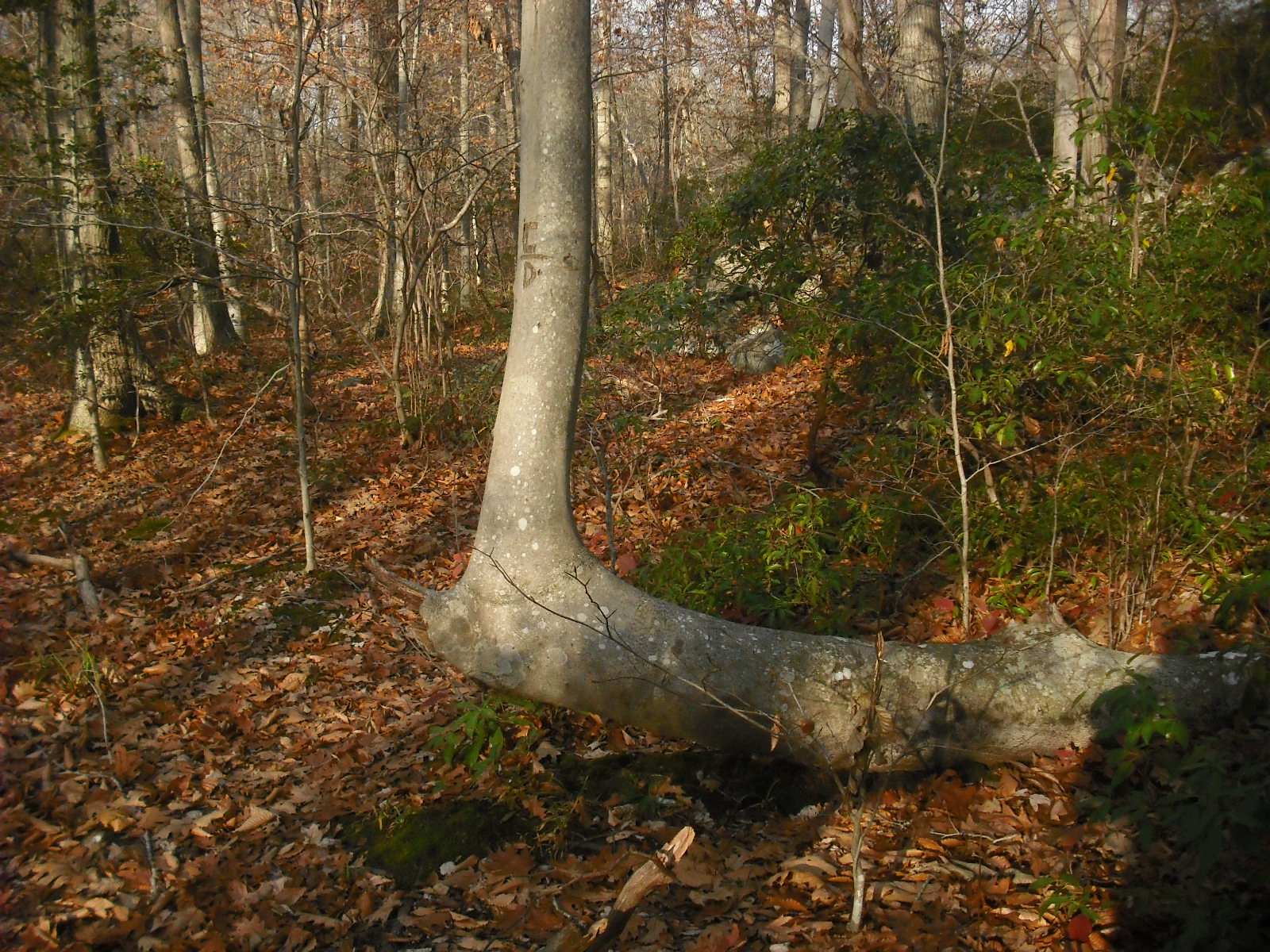 Secret Landscapes The Bent Tree