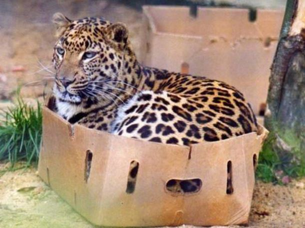 Aujourd'hui, je "tchatte" sur les Chats #carton #cardboard - 32 carton et chat 31