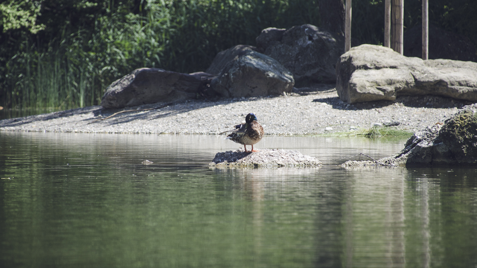 A duck cleaning itself
