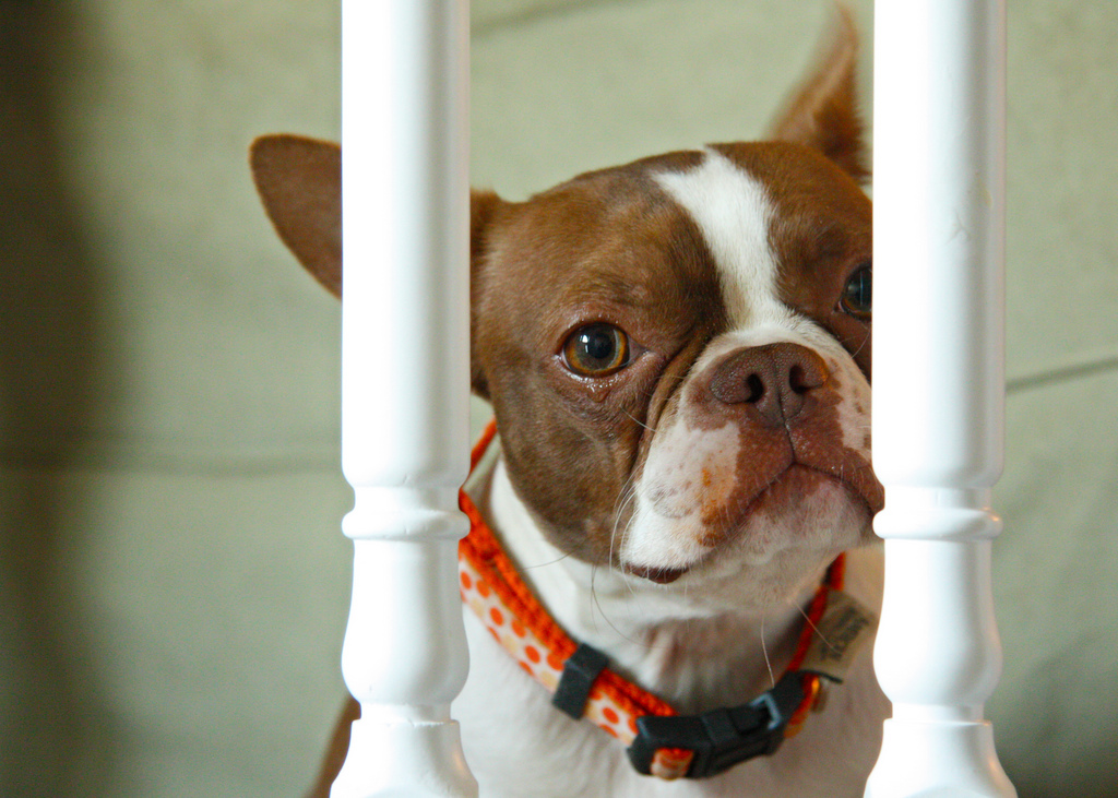 Musings of a Biologist and Dog Lover: Mismark Case Study: Boston Terrier