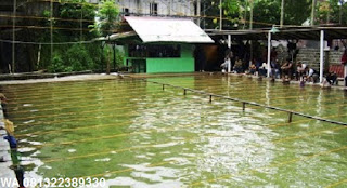 Umpan Serbuk Ikan Mas di Air Hijau Umpan Serbuk Ikan Mas di Air Hijau