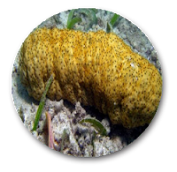 Cara Mengatasi Penumpukan Cairan Berlebihan Di Dalam Rongga Perut (Asites) Cara Mengatasi Penumpukan Cairan Berlebihan Di Dalam Rongga Perut (Asites)