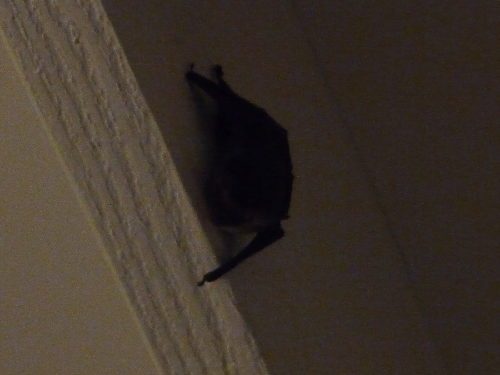 Sunshine? Paradise? Organising, bats and geese