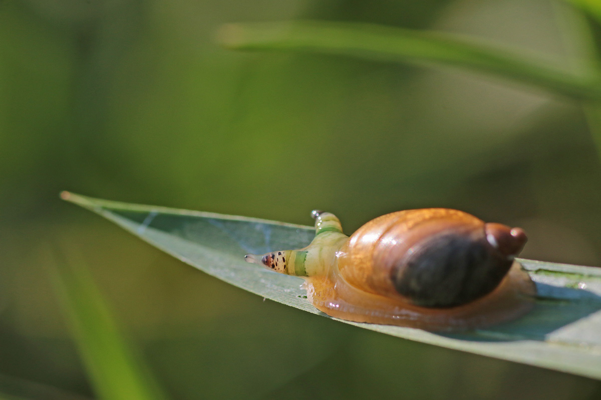 Dommelvos Natuurfotografie Leg niet op alle slakken zout Dommelvos Natuurfotografie Leg niet op alle slakken zout