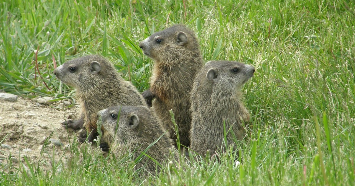 Gardening Granny's Gardening Pages: Woodchucks, groundhogs and whistle-pigs