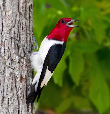 wild birds unlimited winter increases the red headed wild birds unlimited winter increases the red headed
