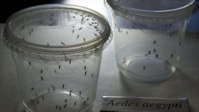 Aedes aegypti, el mosquito causante de la transmisión del virus del Zika