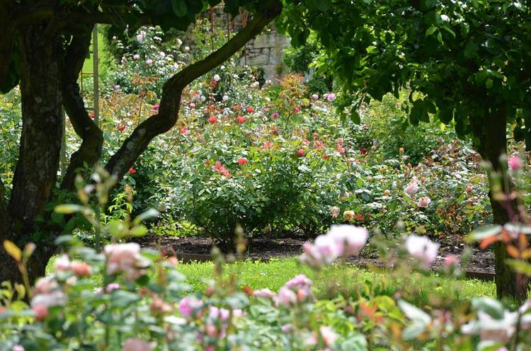 Rosas inglesas en una abadía francesa. Rosaleda David Austin en Abbaye de Morienval, Francia