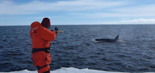 killer whale breaching biopsy gun