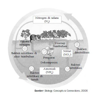 Proses Rantai Makanan , Jaringan Makanan,  Piramida Ekologi dan Daur Biogeokimia dalam Ekosistem
