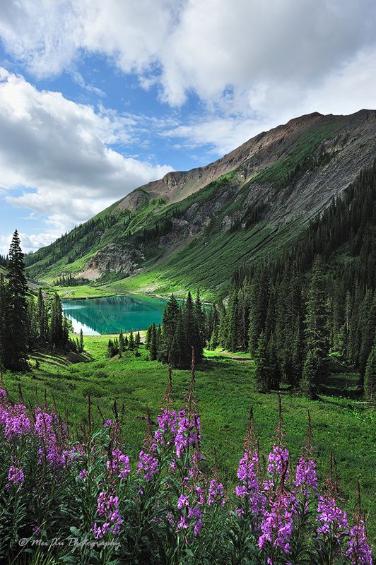 Wildflower at Crested Butte, Colorado, USA