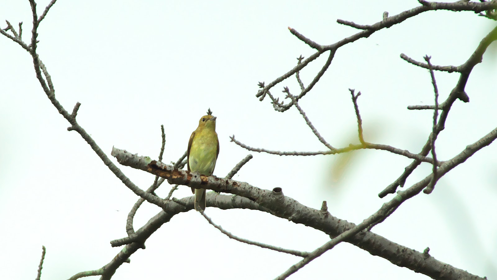 北米初の偉大な都市、カホキアについて聞いたことがありますか?