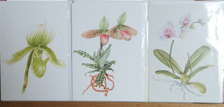Orchid Cards©Polly o'Leary2015