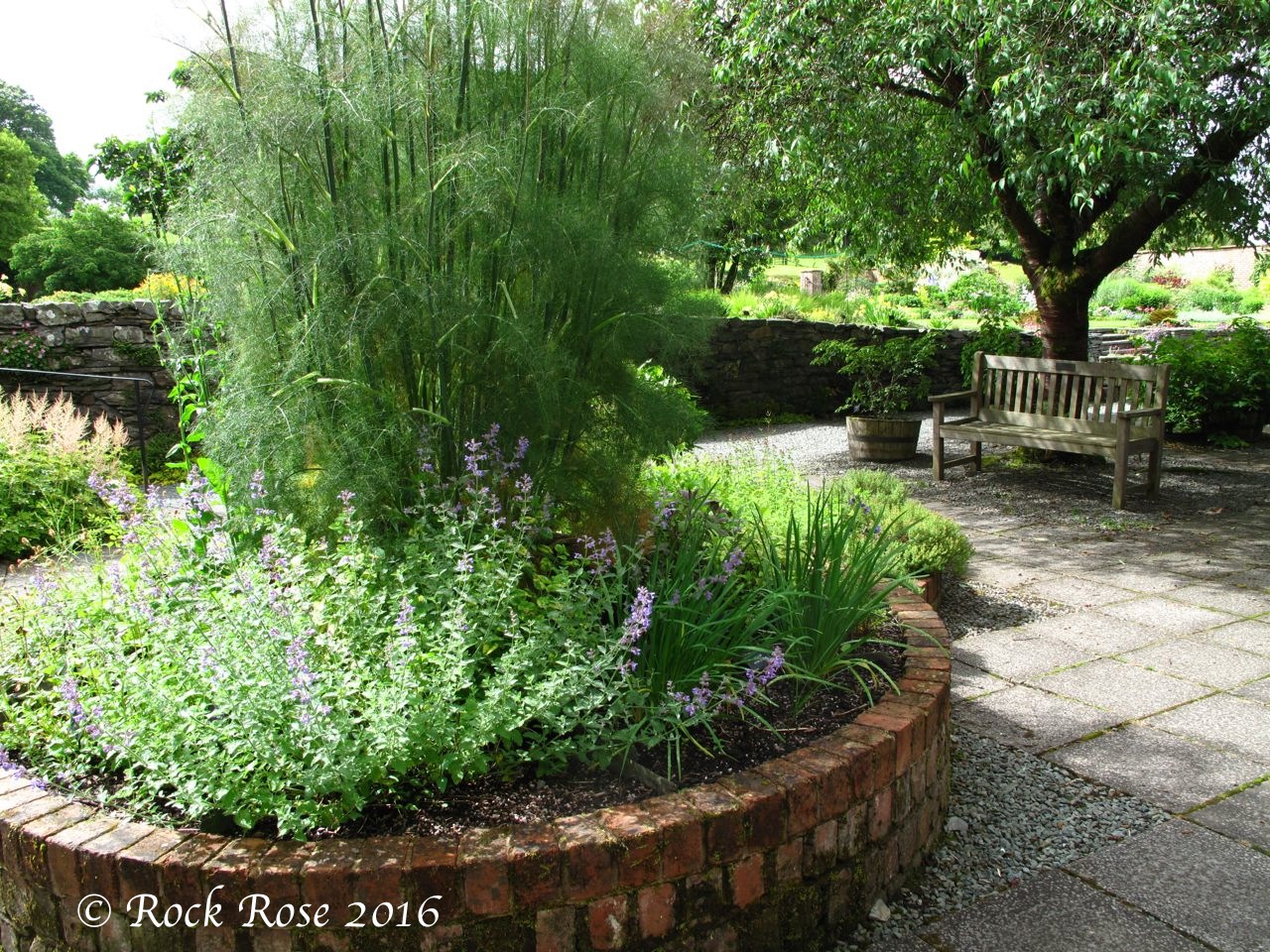 ROCK ROSE: MY FAVORITE ROCK GARDEN