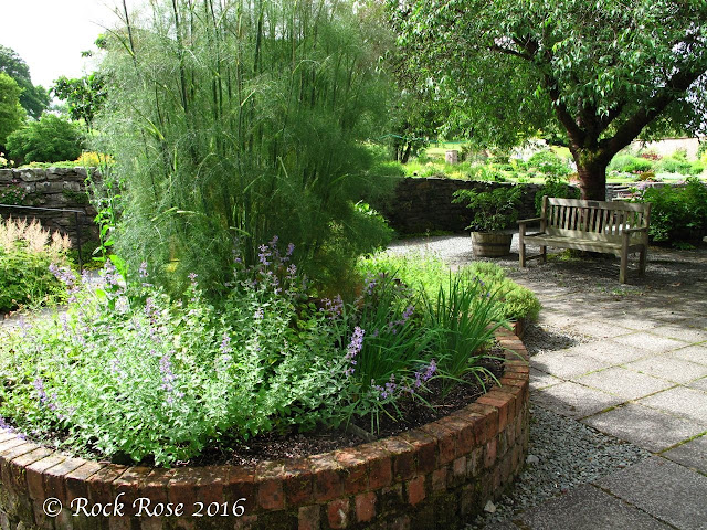 ROCK ROSE: MY FAVORITE ROCK GARDEN