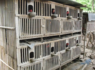 92+ Gambar Ayam Yang Sederhana Terlihat Keren 92+ Gambar Ayam Yang Sederhana Terlihat Keren