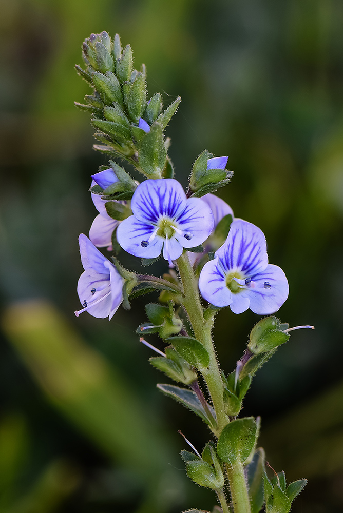 Veronica Officinalis