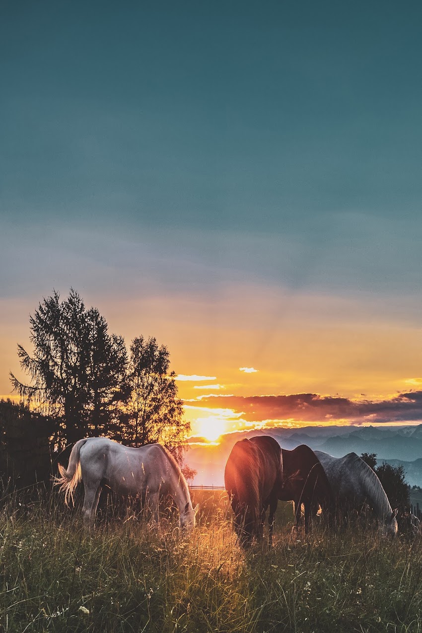 Four Assorted-color Horse on Grass Fields Near Tall Trees during Sunset Four Assorted-color Horse on Grass Fields Near Tall Trees during Sunset