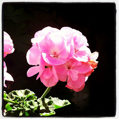 pink flower, geranium, pelargonium