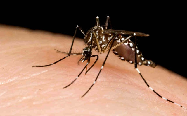 Sepele Sih, Namun Perilaku Ini Jika Dibiarkan Akan Berakibat Nyamuk Aedes Berkembang Pesat