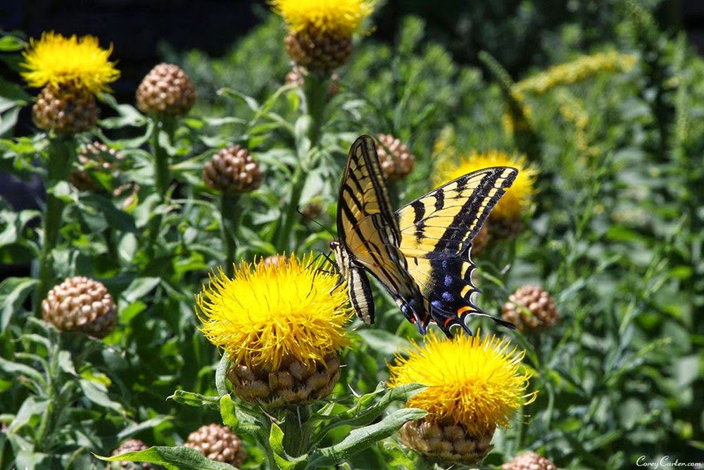 Butterfly - Denver Botanic Gardens