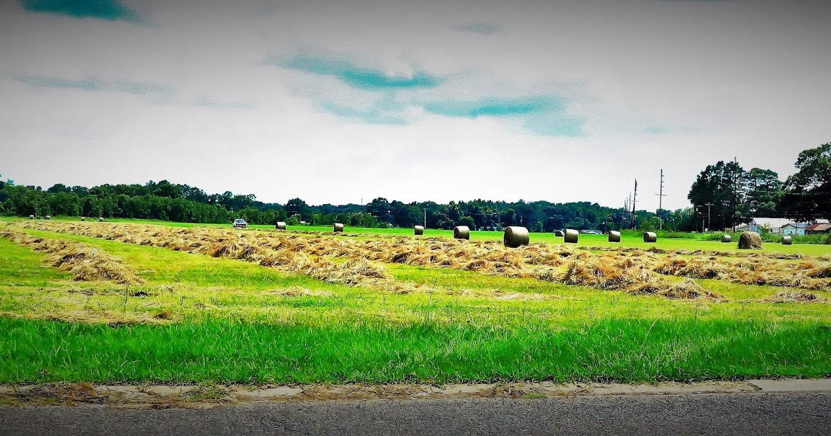 Living Rootless Opelousas, Louisiana A Country View in the City