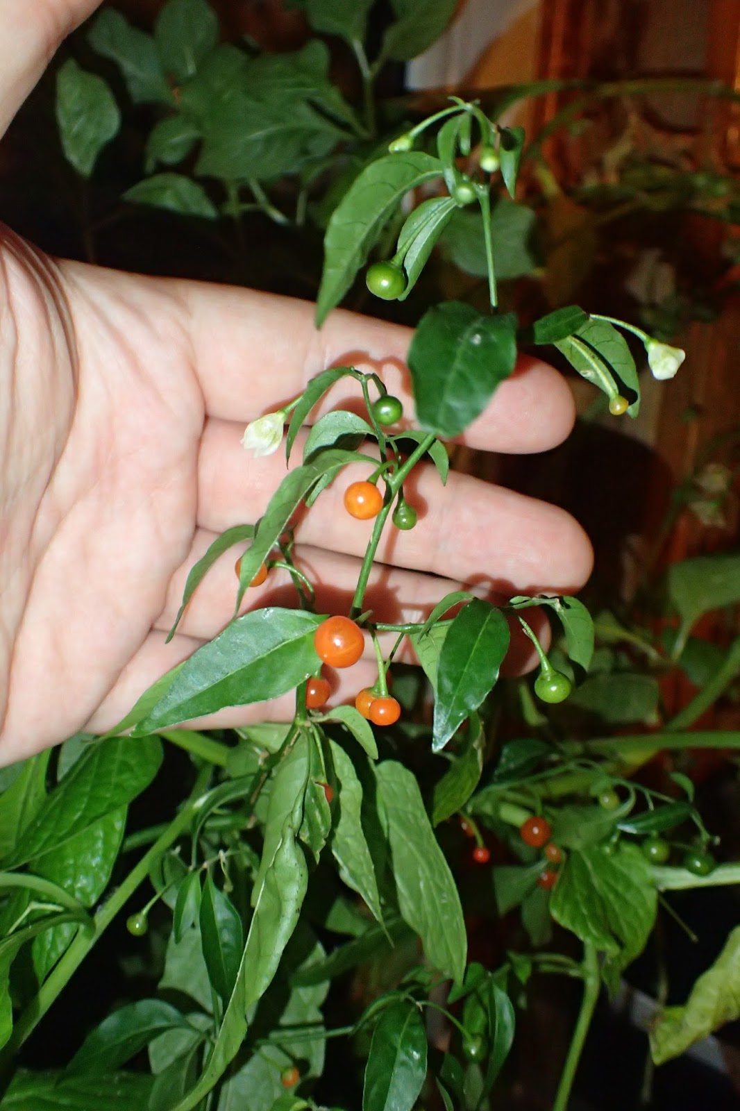 Scirpidiella's Plants Hardy Chili (Capsicum flexuosum)