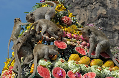 Monkeys eating fruit.
