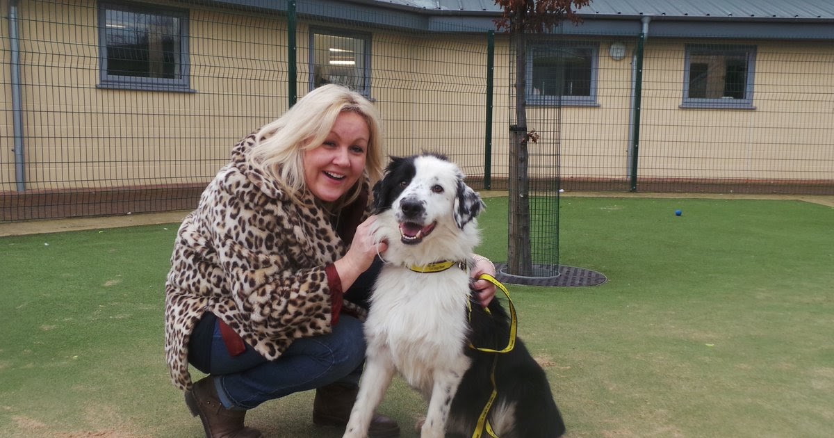 Dogs For Rehoming In Welland Port Colborne On Canada Dogs For Rehoming In Welland Port Colborne On Canada