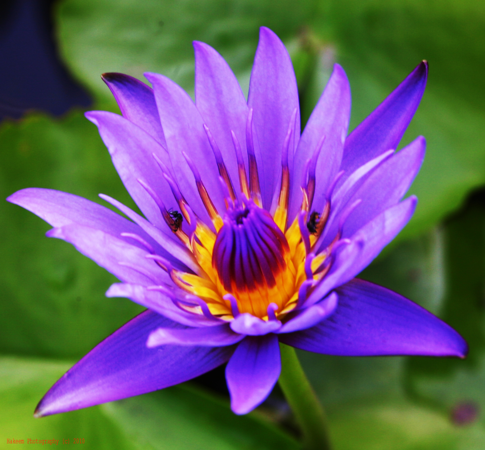 What We Should Know About Flower