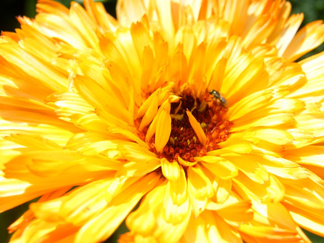 A fly pollinator on calendula bloom