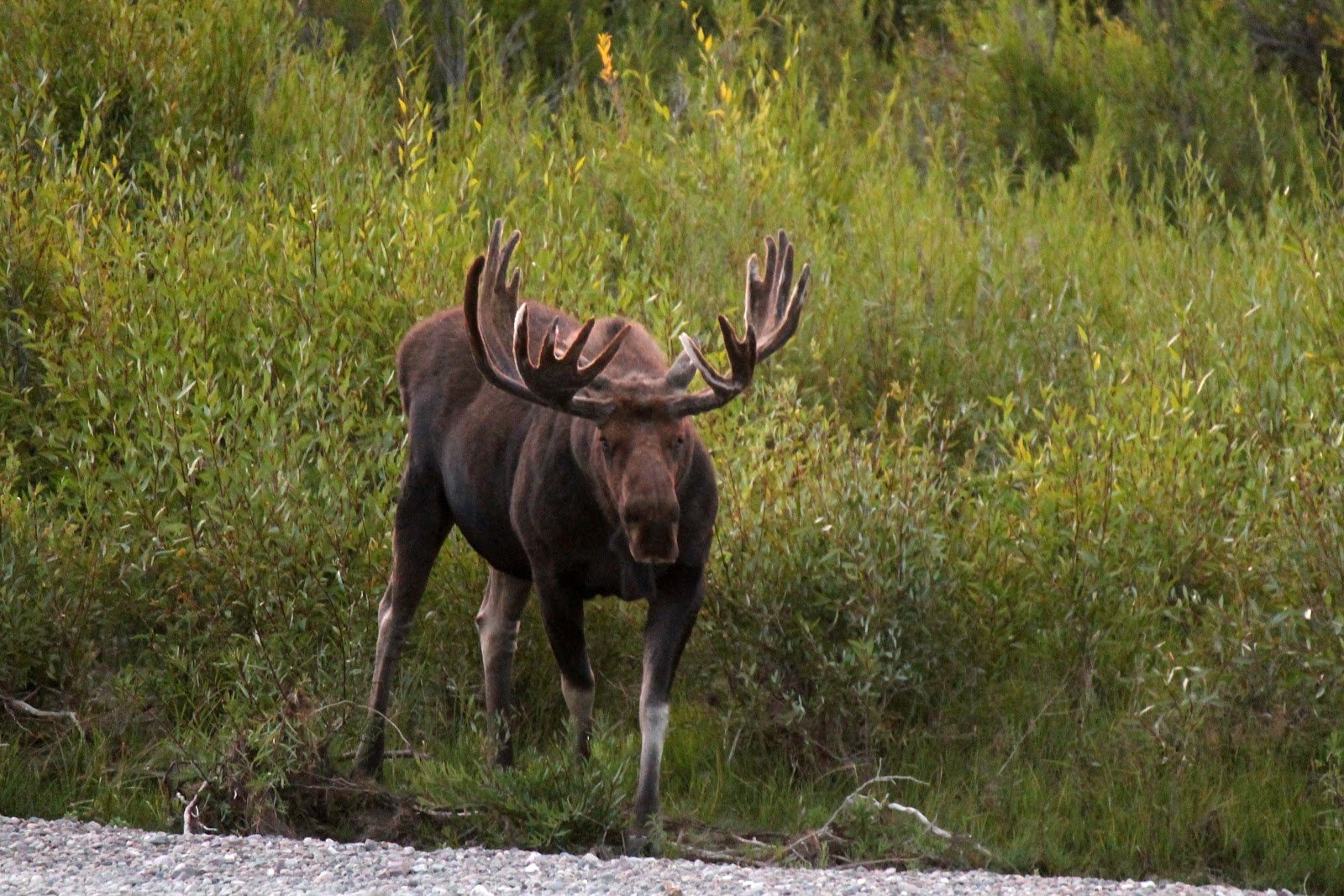 mitcheci photos Wyoming Marty Moose