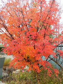 Acer griseum Paperbark maple fall foliage Toronto Botanical Garden by garden muses-not another Toronto gardening blog