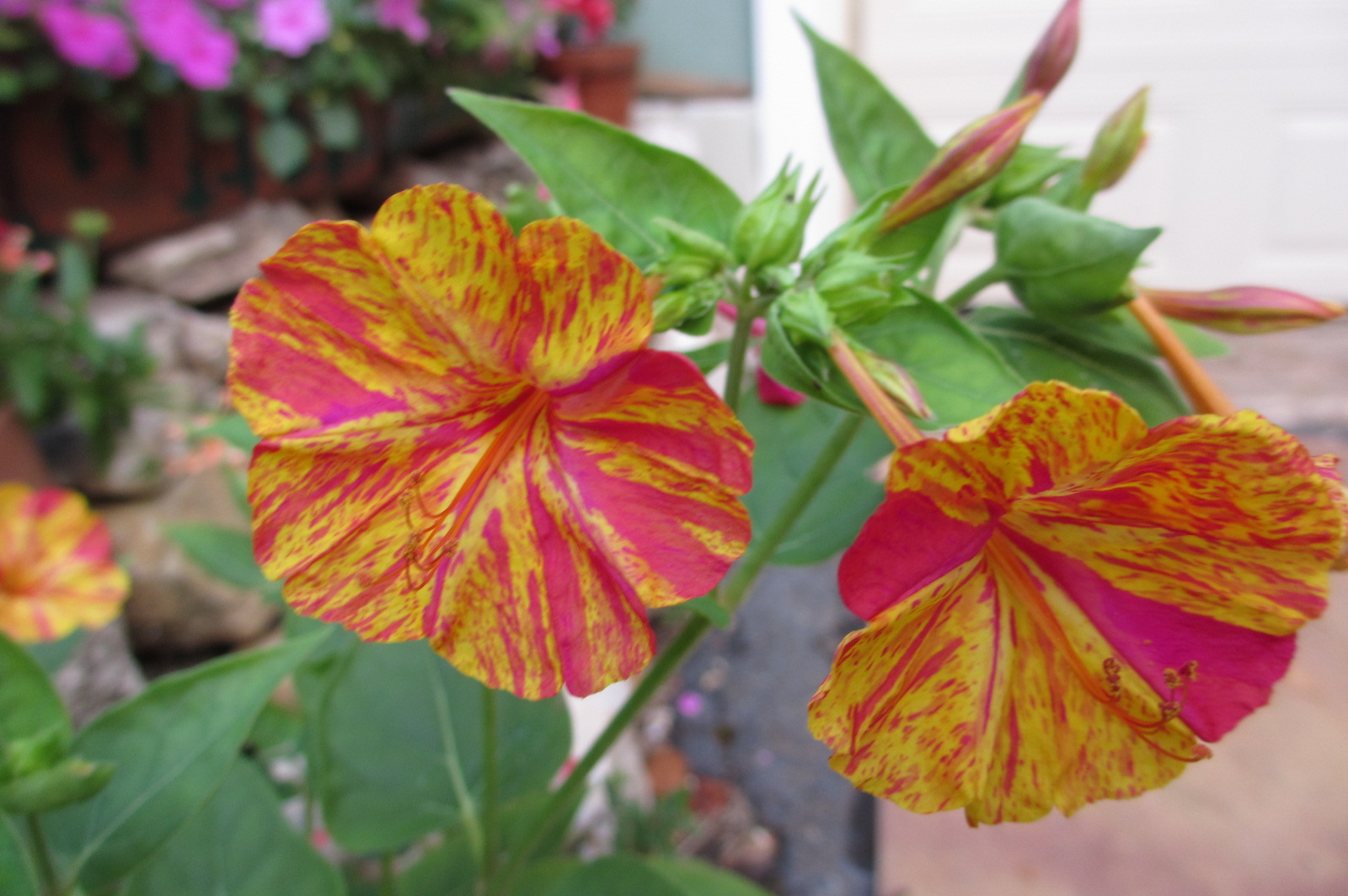 Reluctant Rebel Why Do My 4 O'Clocks Bloom at 730? And A 'Hummingbird