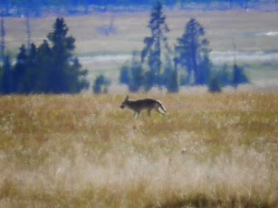 loup gris loup gris