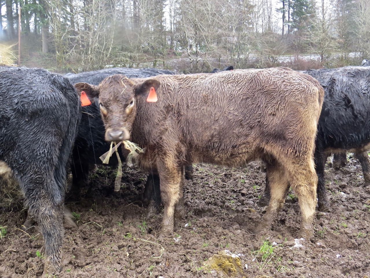 LuAnn Kessi Feeding the Yearling Cattle...